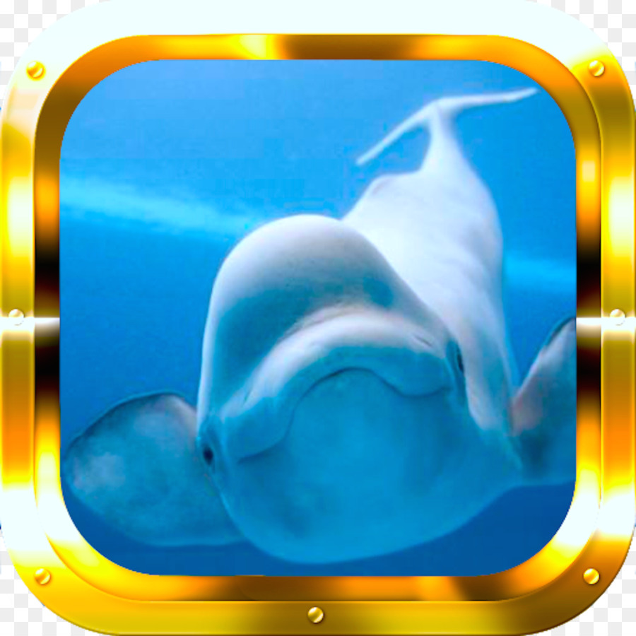 ártico，Baleia Beluga PNG