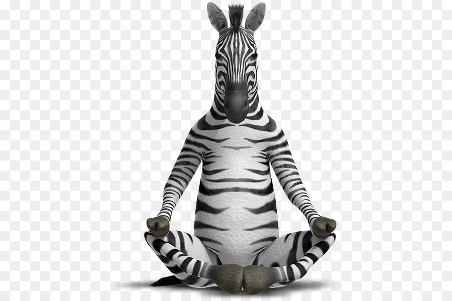 Zebra，Animal PNG