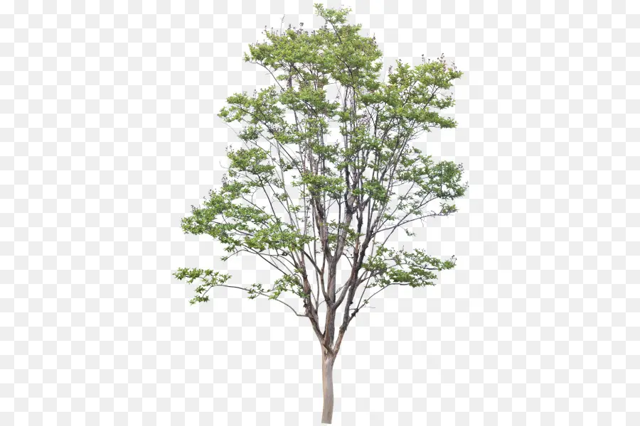 árvore，Dwg PNG