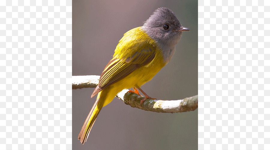 Finch，Vermelho Fator Canárias PNG