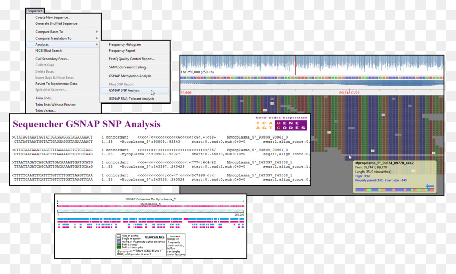 Singlenucleotide Polimorfismo，Sequência De Montagem PNG