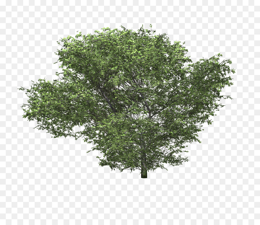 Arbusto，árvore PNG
