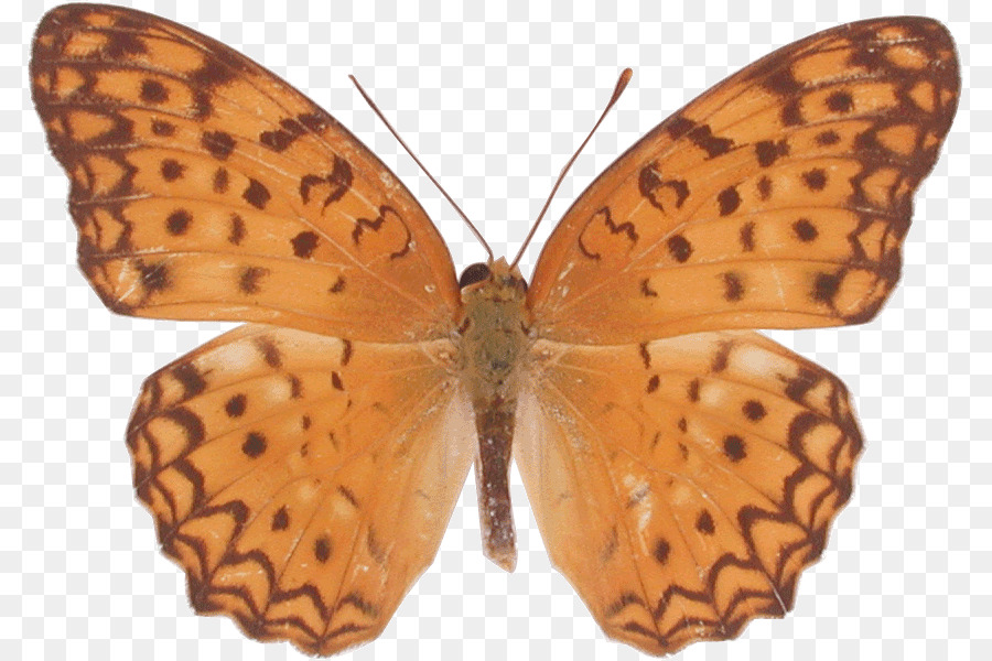 Borboleta，Inseto PNG