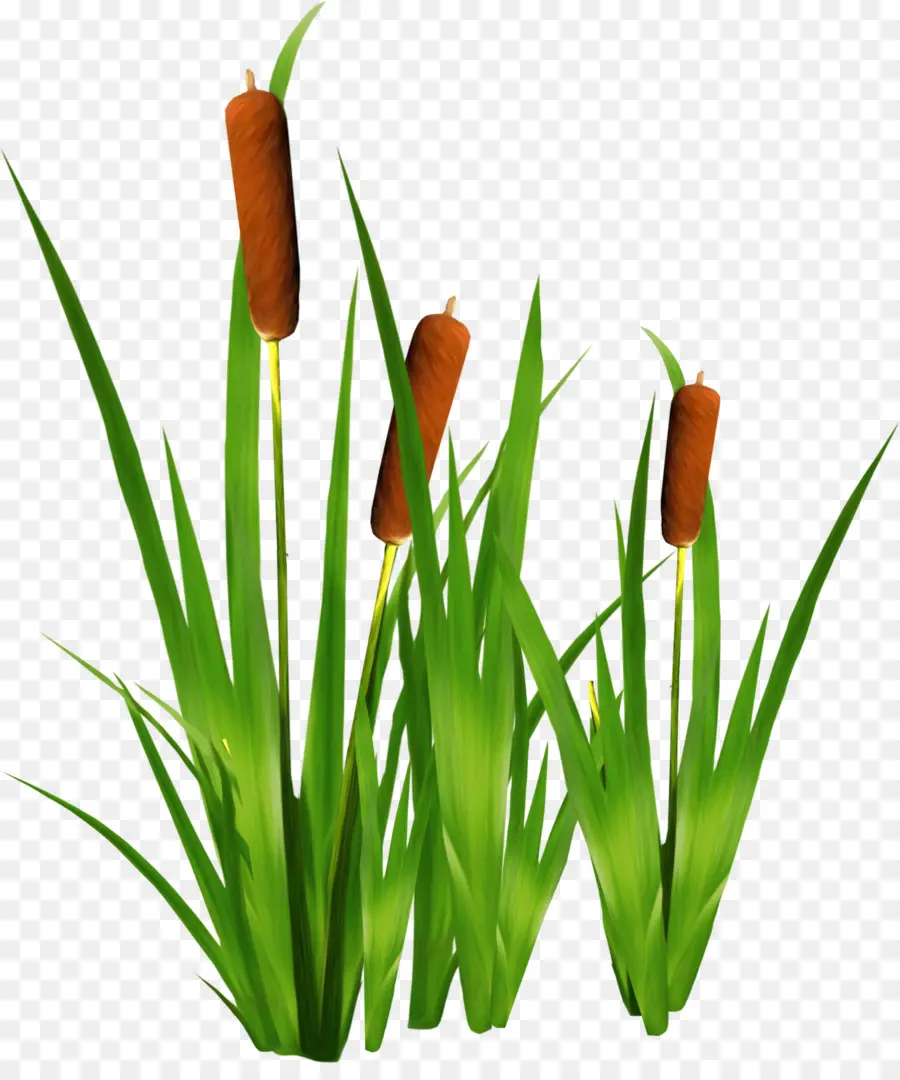 Scirpus，Gráfico Quadros PNG