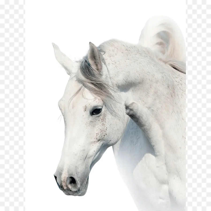 Cavalo Branco，Cabeça PNG