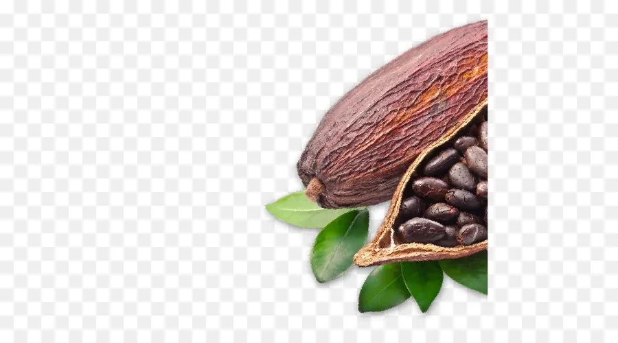 Cocoa Bean，Crioulo PNG