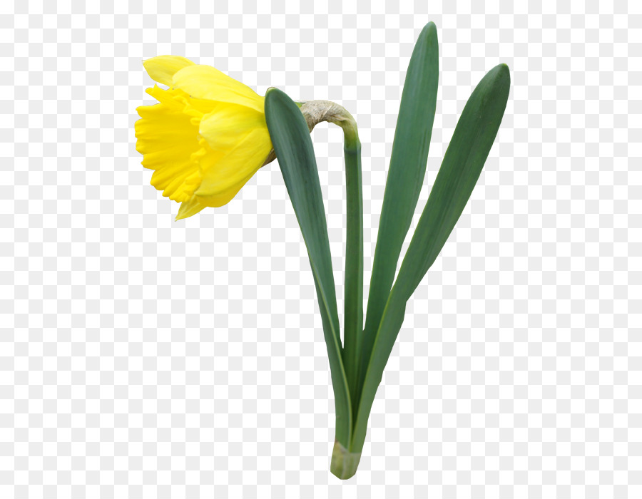 Narciso Amarelo，Primavera PNG