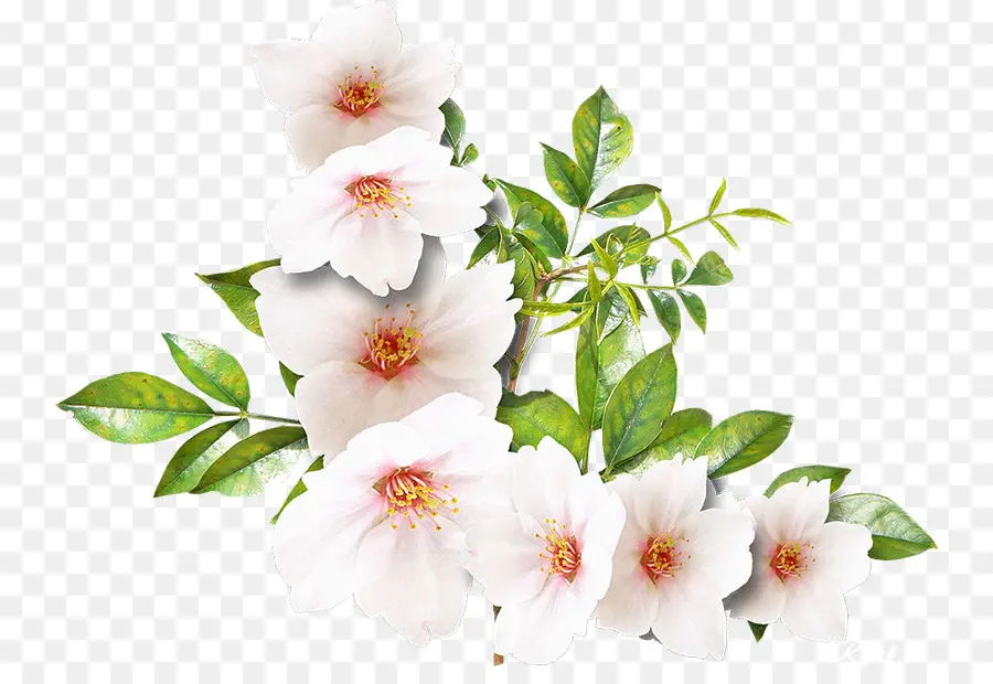 Flor，Branco PNG