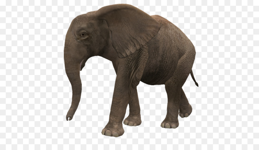 Elefante，Mamífero PNG