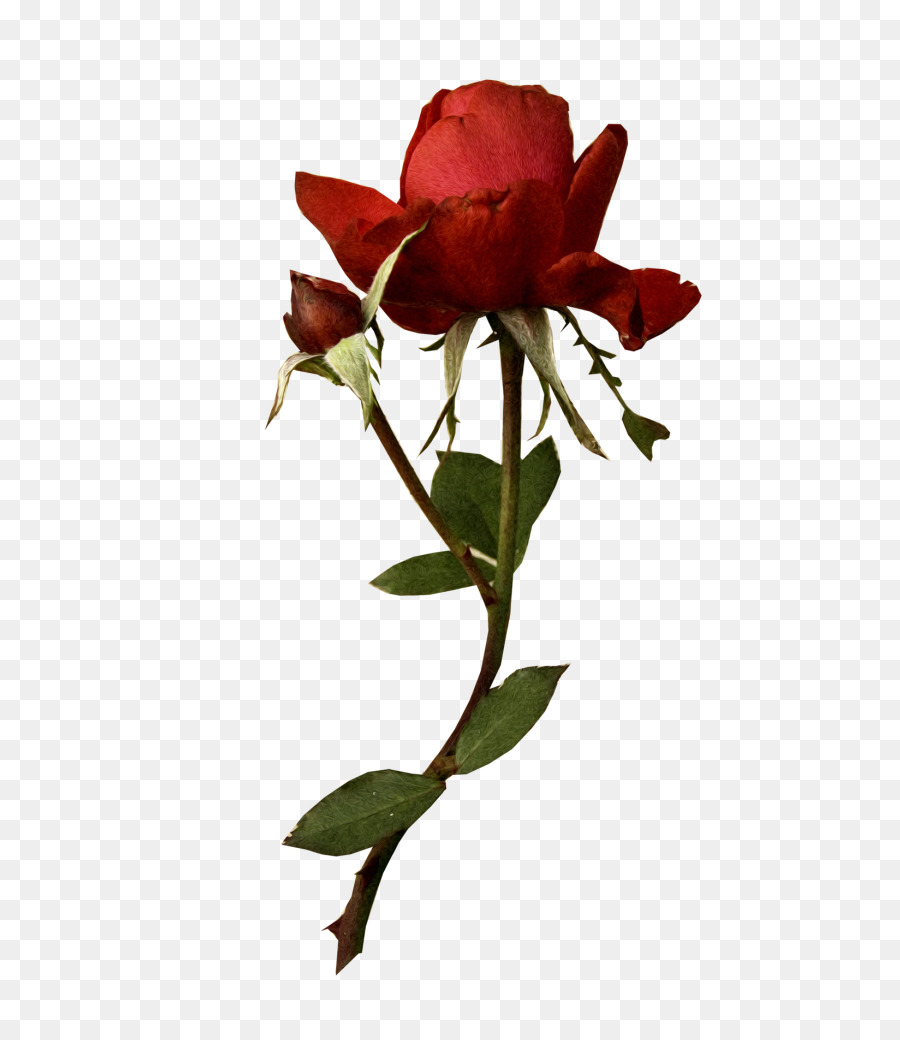 Rosa Rosa，Florescer PNG