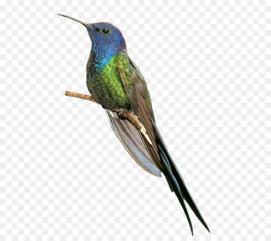 Colibri，Colorido PNG