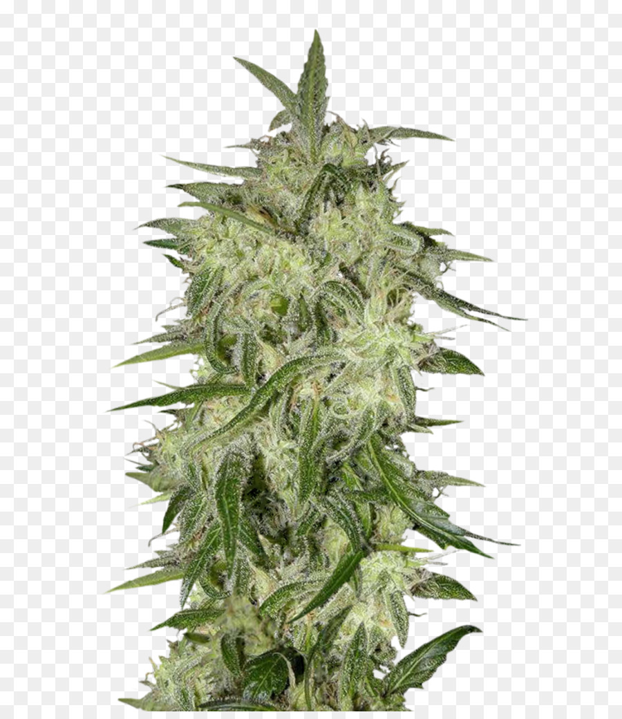 Planta De Cannabis，Maconha PNG