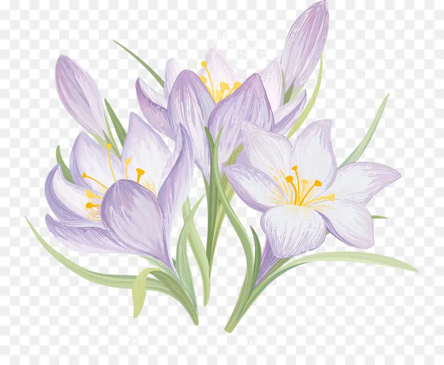 Flor，Crocus Vernus PNG