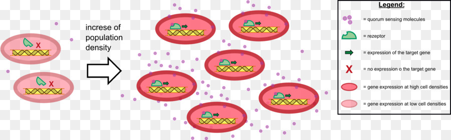 Detecção De Quorum Bacteriano，Bactérias PNG