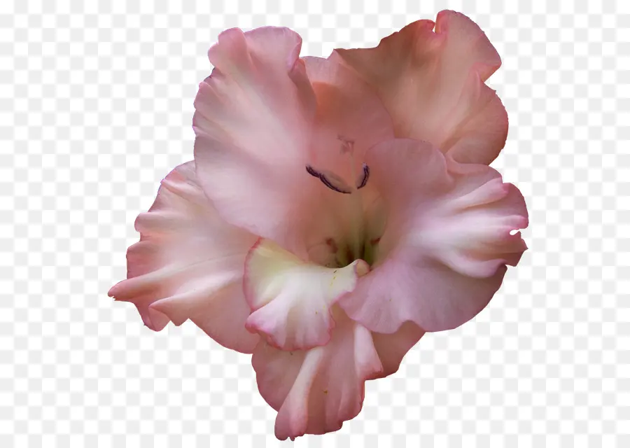 Gladiolus，Flor PNG