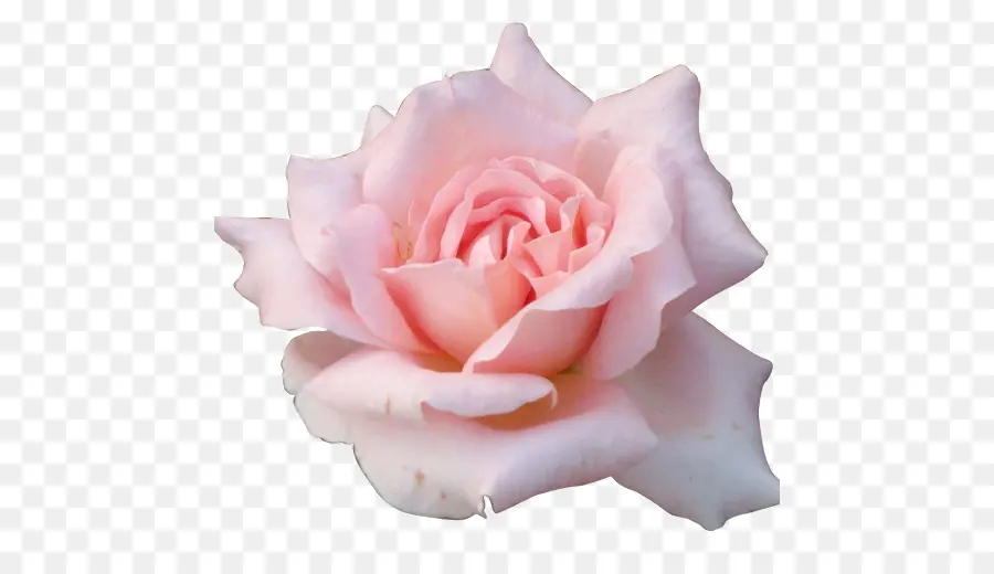 Rosa Rosa，Florescer PNG