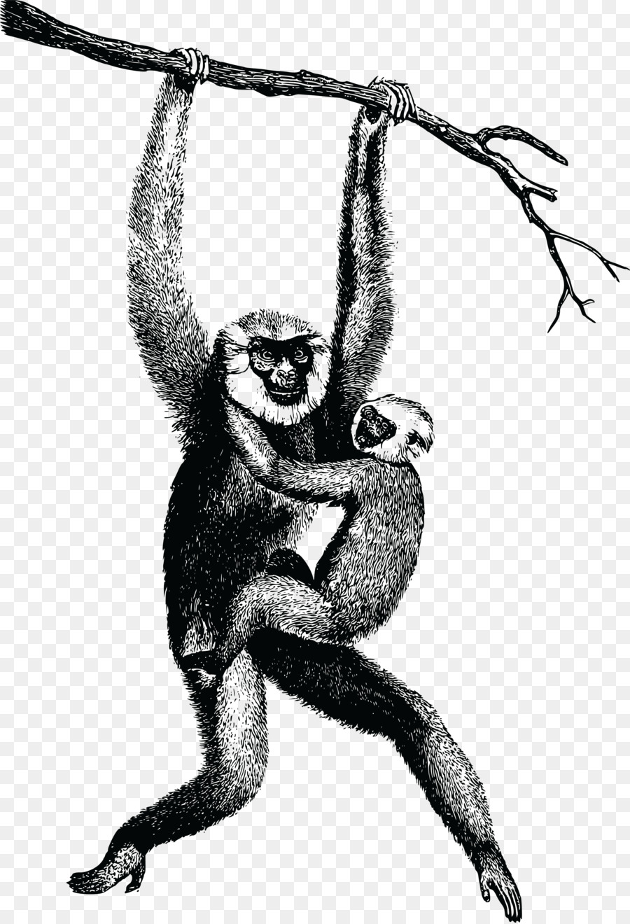 Macacos，Filial PNG