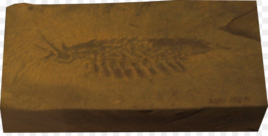 Burgess Shale，Leanchoilia PNG