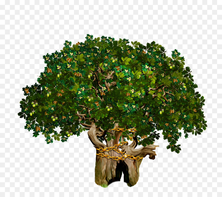 Carvalho，árvore PNG