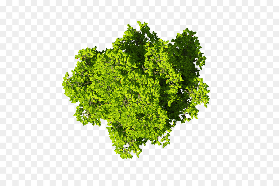 Folha Vegetal，Brassica Juncea PNG