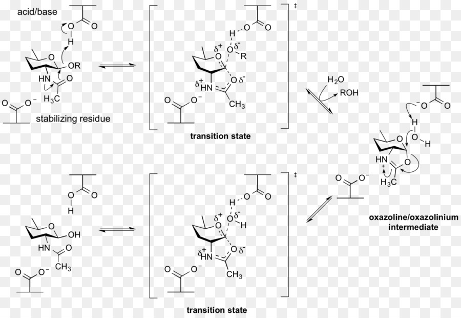 Glicosídeo Hydrolase，Glycosidic Bond PNG