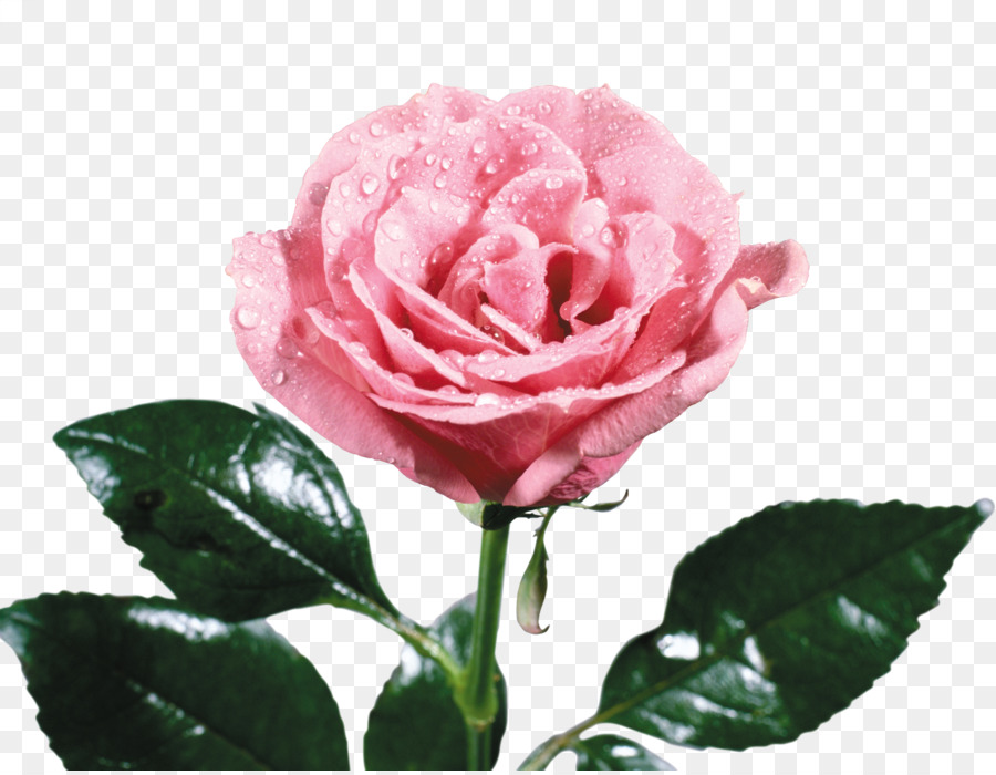 Rosa Rosa，Florescer PNG