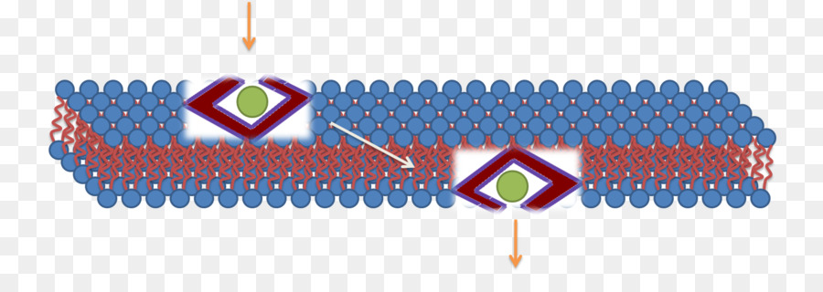 Cellpenetrating Peptídeo，Membrana Celular PNG