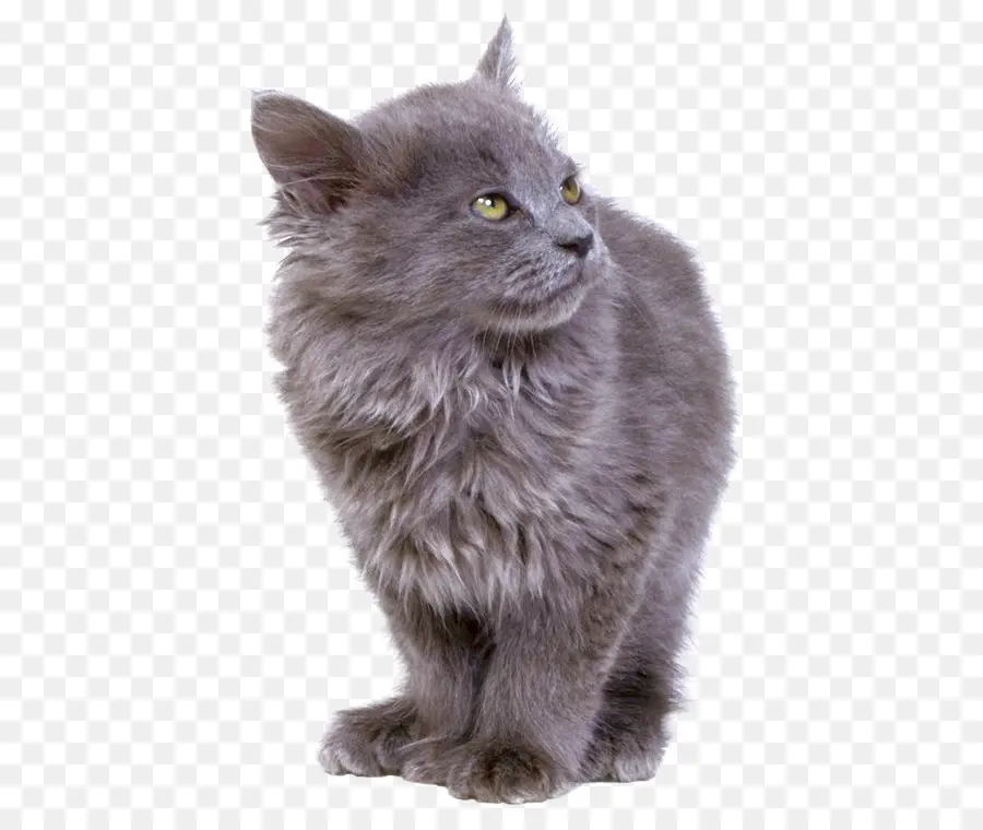 Gato Cinzento，Felino PNG