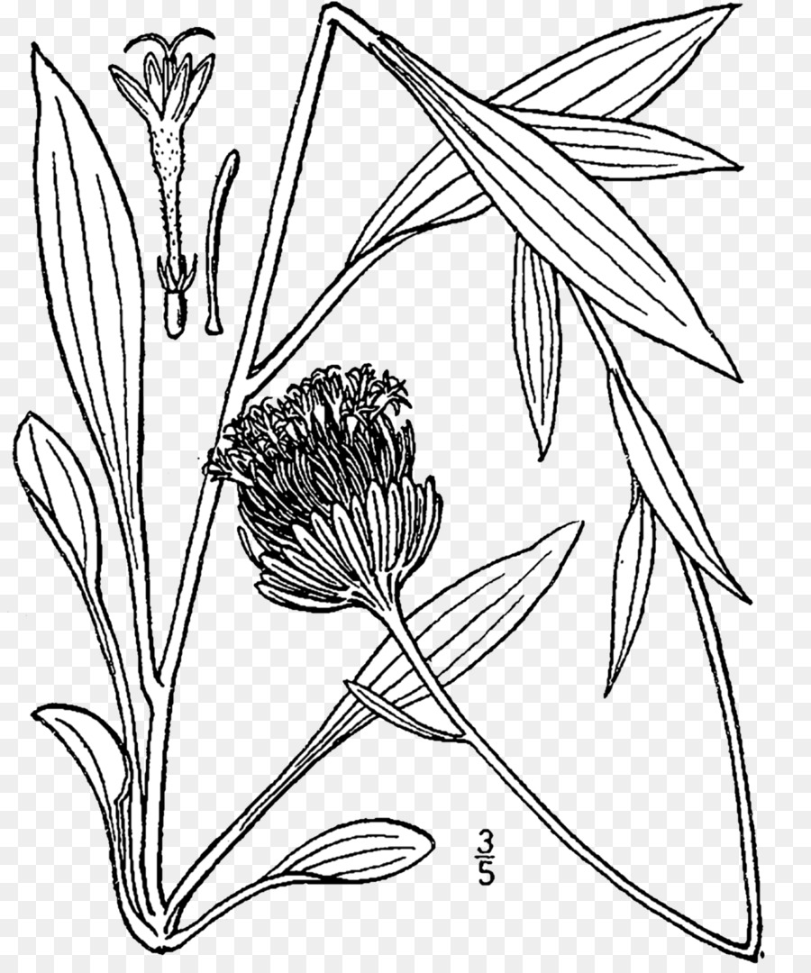 Marshallia Grandiflora，Arte De Linha PNG