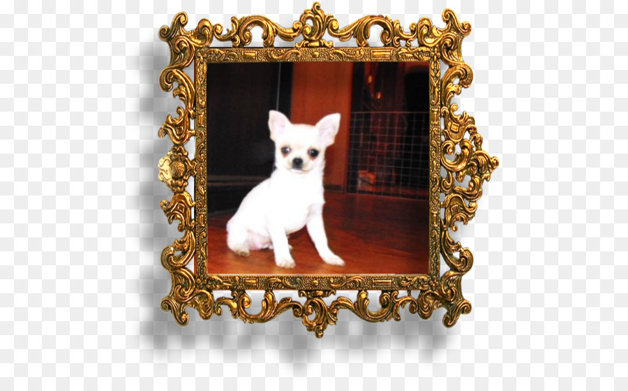 Chihuahua，Filhote De Cachorro PNG