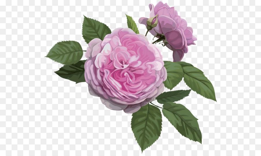 Rosa Chinensis，Melhor Rosas PNG