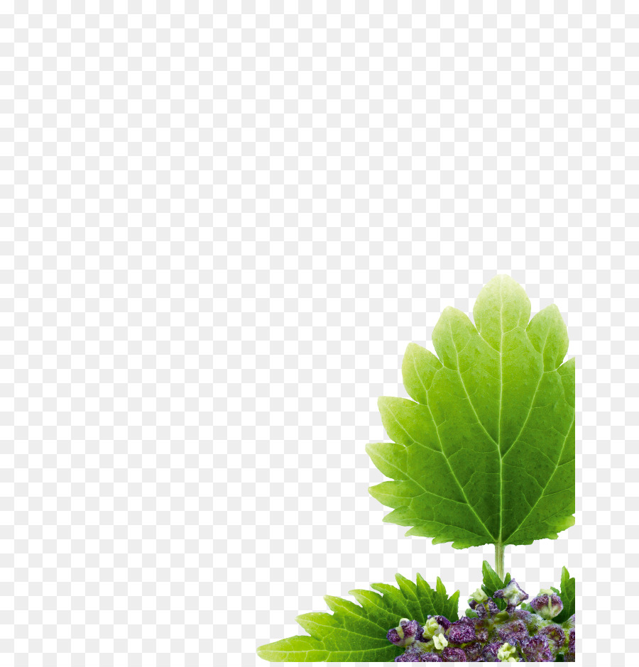 Folha Verde，Plantar PNG