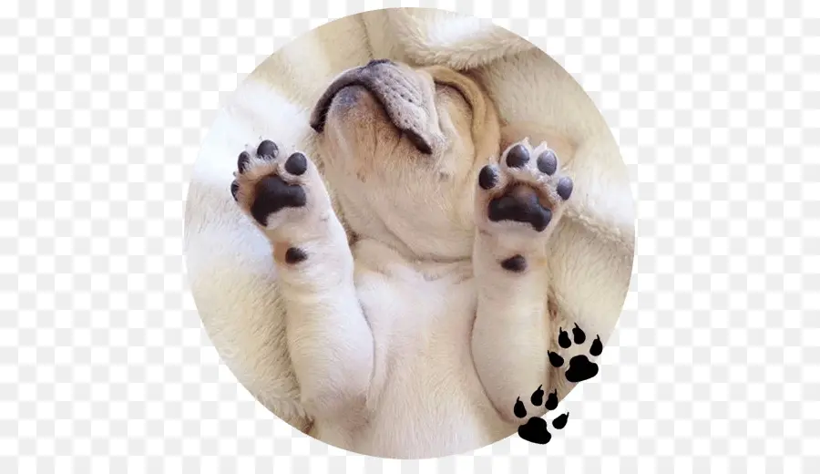 Filhote De Cachorro Dormindo，Cachorro PNG