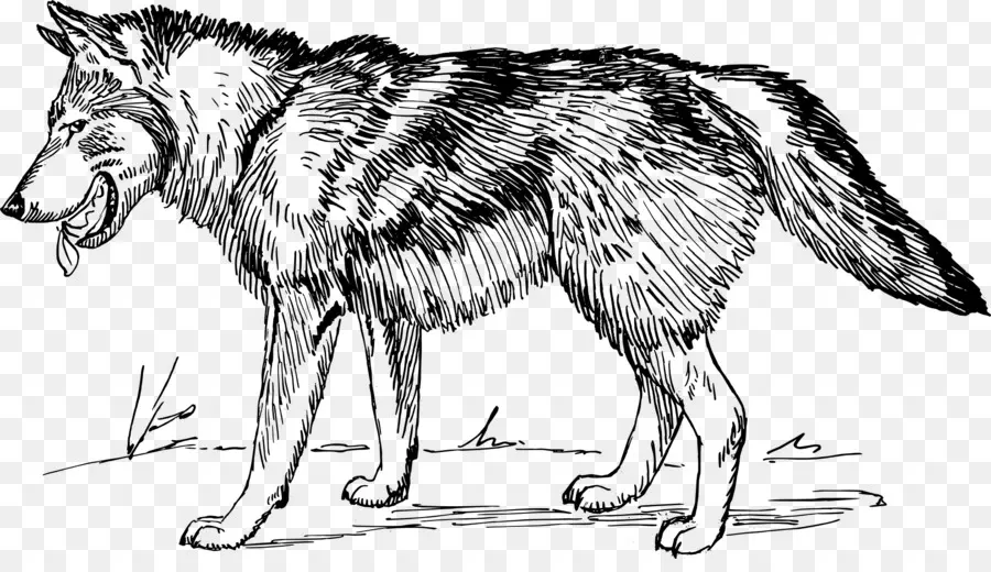 Desenho De Lobo，Canino PNG