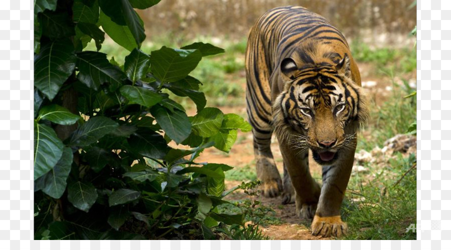 Indonésia，O Tigre De Sumatra PNG
