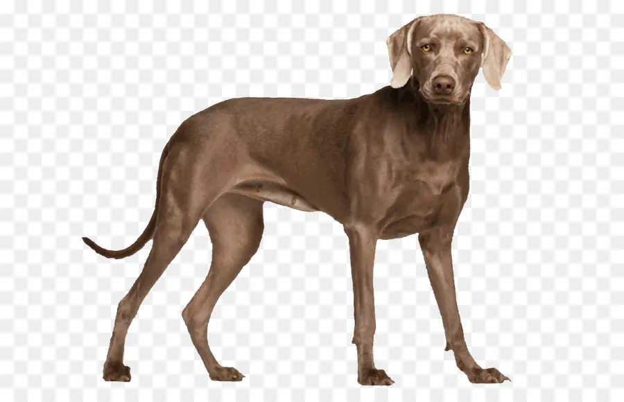 Cachorro Cinzento，Bicho De Estimação PNG