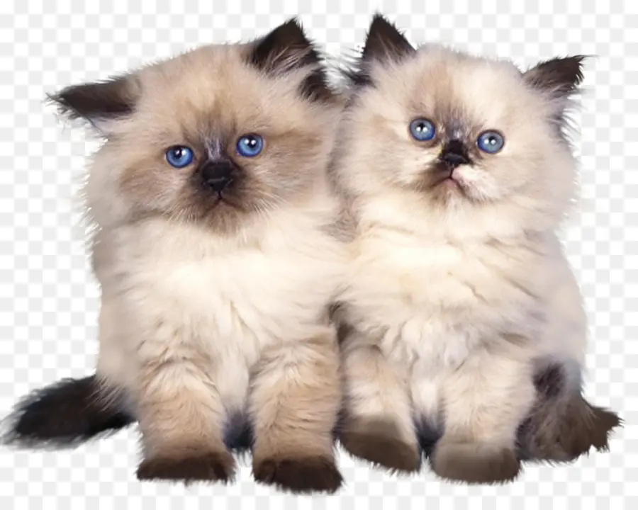 Birman，Himalaia Cat PNG