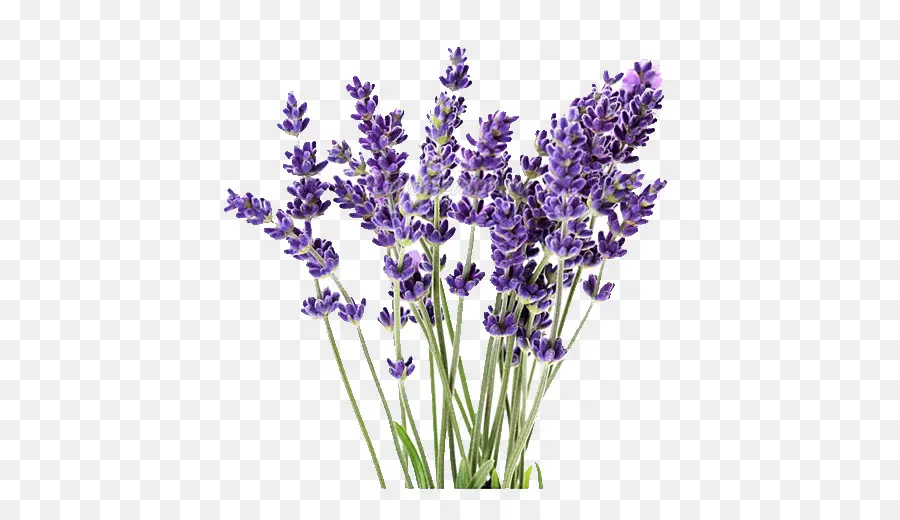 Lavanda，Flores PNG