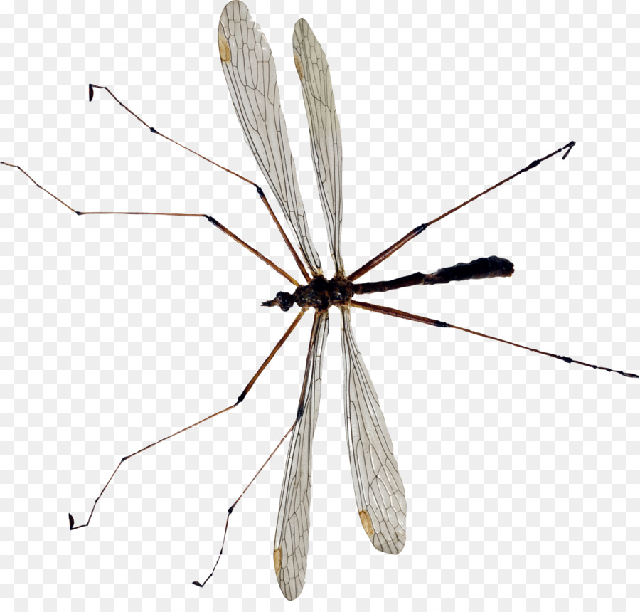 Inseto，Mosquito PNG