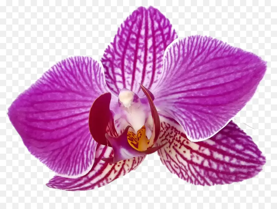 Traça Orquídeas，Borboleta PNG