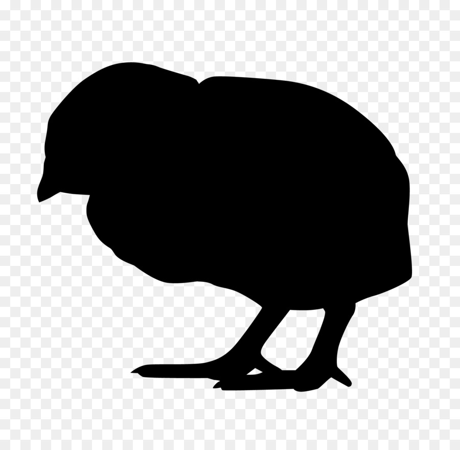 Kiwi，Pássaro PNG