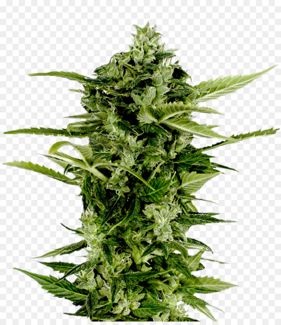 Planta De Cannabis，Maconha PNG