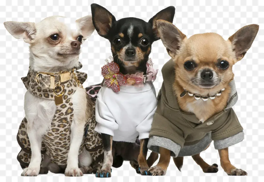 Chihuahuas，Cães PNG