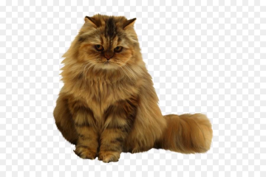 Gato，Felino PNG