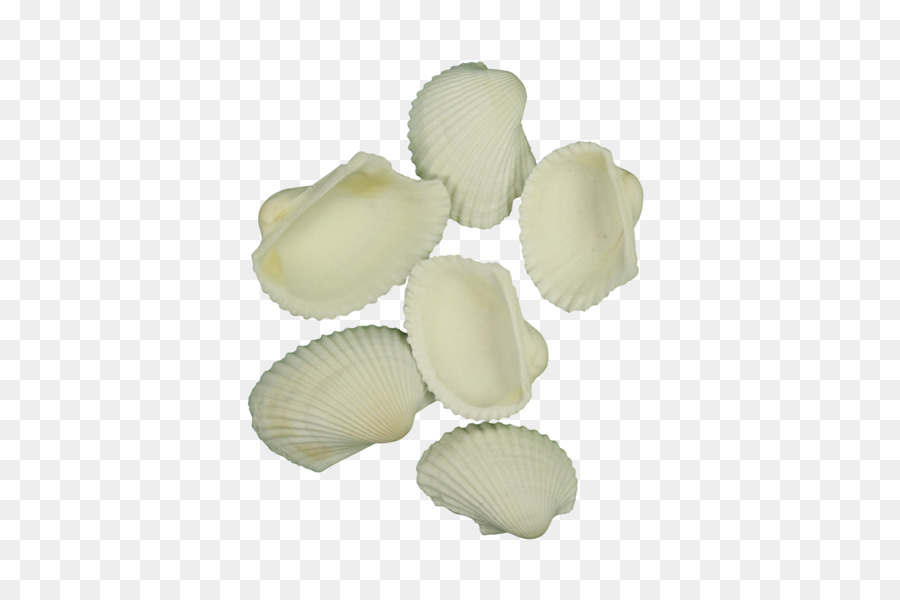 Seashell，Arca Clam PNG