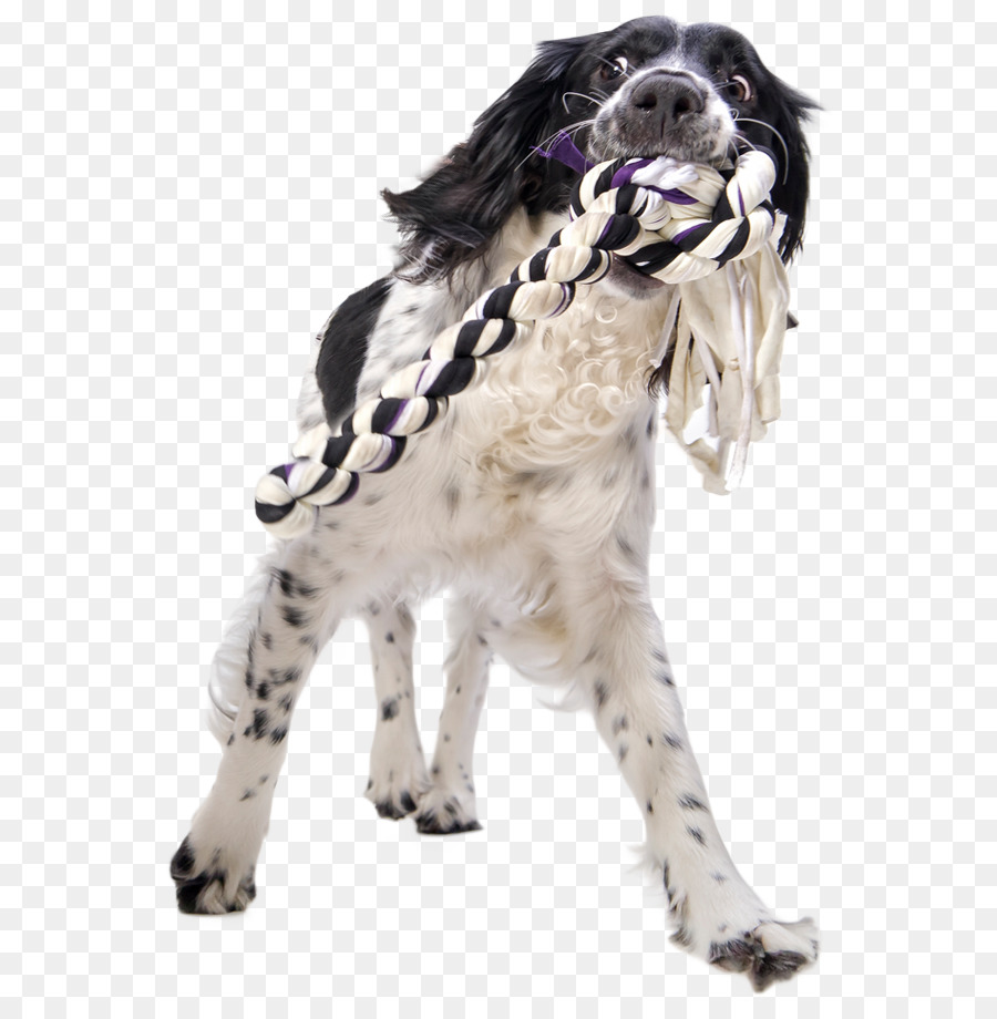 Cachorro Com Brinquedo De Corda，Cachorro PNG