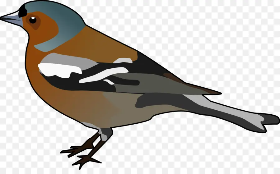 Finch，Aves PNG