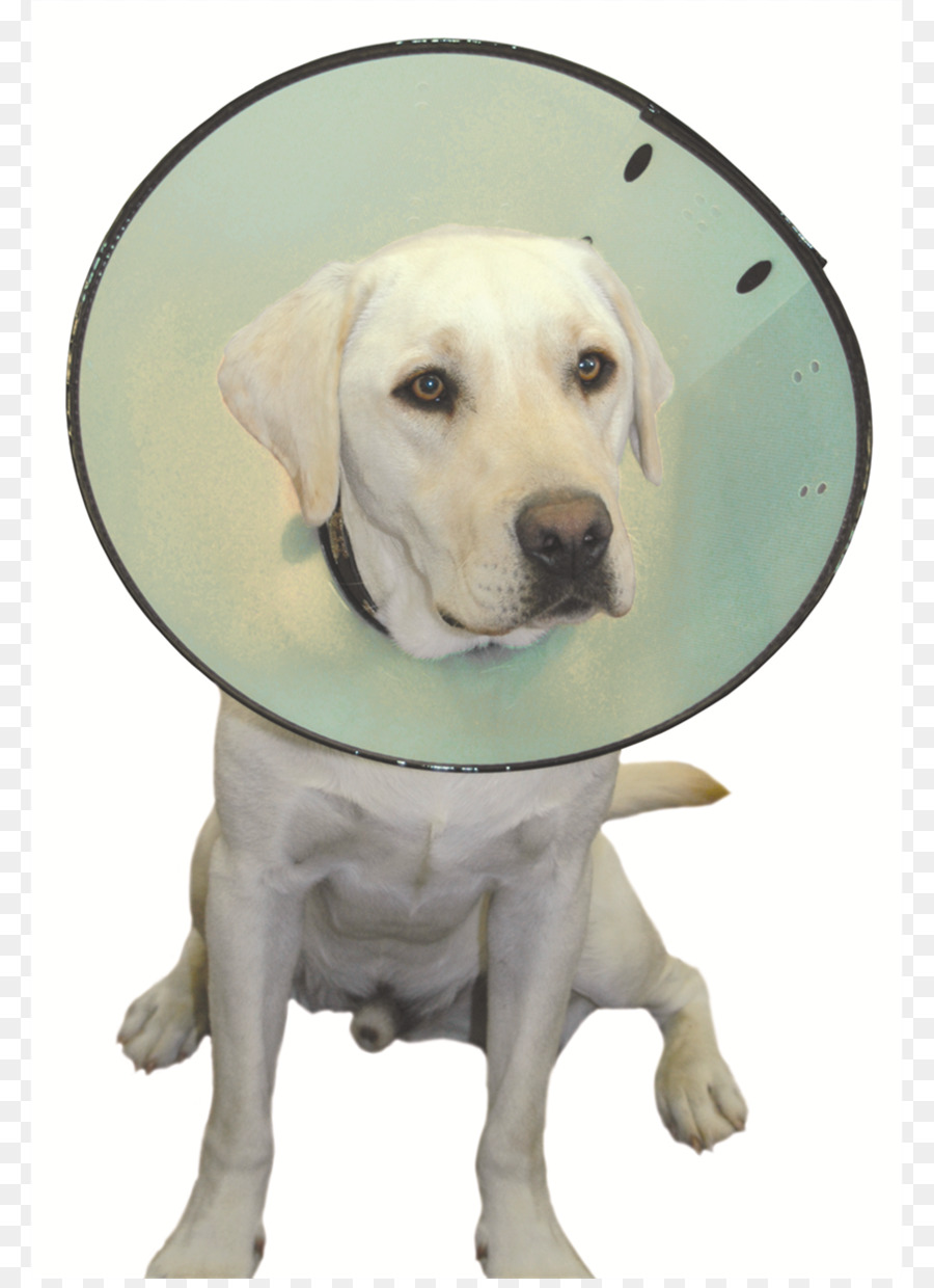 Labrador Retriever，Filhote De Cachorro PNG