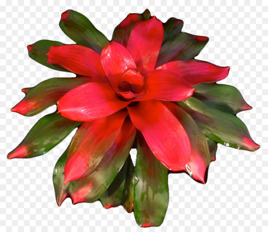 Flores De Corte，A Floração Da Planta PNG