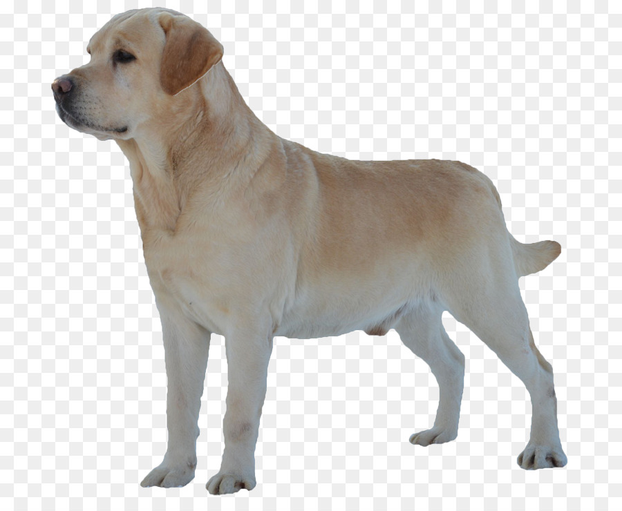 Cachorro，Bicho De Estimação PNG